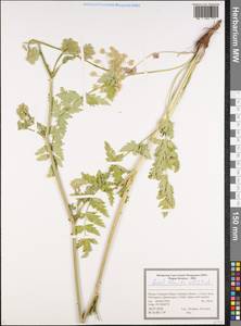 Seseli libanotis (L.) W.D.J.Koch, Eastern Europe, Central forest-and-steppe region (E6) (Russia)