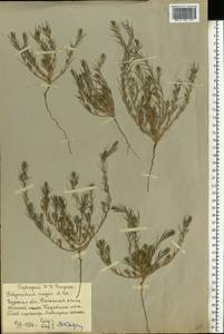 Polycnemum majus A. Braun, Eastern Europe, Central forest-and-steppe region (E6) (Russia)