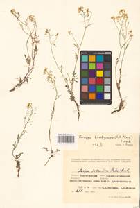 Rorippa brachycarpa (C.A.Mey.) Hayek, Eastern Europe, Lower Volga region (E9) (Russia)