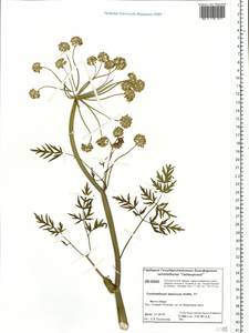 Conioselinum tataricum Hoffm., Siberia, Central Siberia (S3) (Russia)