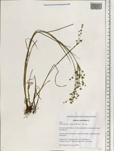 Juncus articulatus L., Eastern Europe, Central forest region (E5) (Russia)