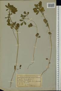 Trigonella foenum-graecum L., Eastern Europe, Moscow region (E4a) (Russia)