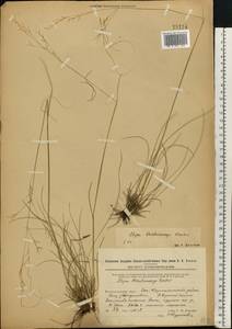 Stipa korshinskyi Roshev., Eastern Europe, Eastern region (E10) (Russia)