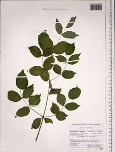 Aralia cordata Thunb., Siberia, Russian Far East (S6) (Russia)