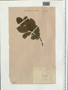 Salix lanata L., Siberia, Baikal & Transbaikal region (S4) (Russia)