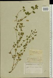 Medicago lupulina L., Eastern Europe, Central forest-and-steppe region (E6) (Russia)