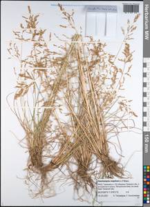 Deschampsia cespitosa (L.) P.Beauv., Siberia, Western Siberia (S1) (Russia)
