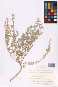 Atriplex tatarica L., Eastern Europe, Lower Volga region (E9) (Russia)