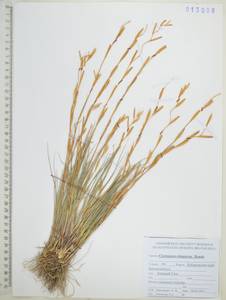 Cleistogenes kitagawae Honda, Siberia, Russian Far East (S6) (Russia)