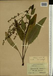 Verbascum chaixii subsp. orientale (M. Bieb.) Hayek, Eastern Europe, North Ukrainian region (E11) (Ukraine)