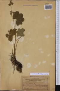 Alchemilla taurica (Buser) Juz., Caucasus, Azerbaijan (K6) (Azerbaijan)