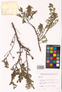 Spiraea, Eastern Europe, Lower Volga region (E9) (Russia)
