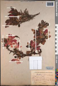 Arctostaphylos alpinus (L.) Spreng., Siberia, Baikal & Transbaikal region (S4) (Russia)