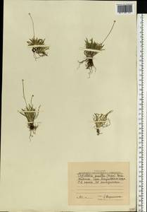 Tofieldia pusilla (Michx.) Pers., Eastern Europe, Northern region (E1) (Russia)