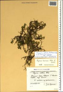 Thymus tauricus Klokov & Des.-Shost., Crimea (KRYM) (Russia)
