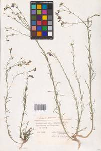 Linum perenne L., Eastern Europe, Eastern region (E10) (Russia)