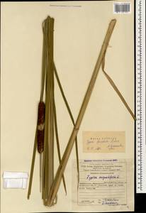 Typha angustifolia L., Caucasus, Azerbaijan (K6) (Azerbaijan)