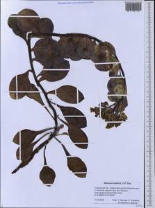 Mertensia maritima (L.) Gray, Siberia, Russian Far East (S6) (Russia)