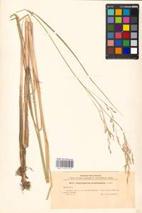 Scolochloa festucacea (Willd.) Link, Eastern Europe, North-Western region (E2) (Russia)