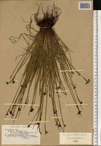 Sisyrinchium montanum Greene, Eastern Europe, Moscow region (E4a) (Russia)