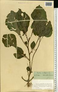 Beta vulgaris L., Eastern Europe, Northern region (E1) (Russia)