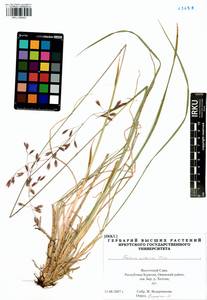 Festuca altaica Trin., Siberia, Baikal & Transbaikal region (S4) (Russia)