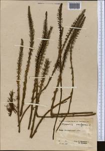 Hippuris vulgaris L., Middle Asia, Pamir & Pamiro-Alai (M2) (Tajikistan)