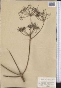Ferula gigantea B. Fedtsch., Middle Asia, Pamir & Pamiro-Alai (M2) (Tajikistan)