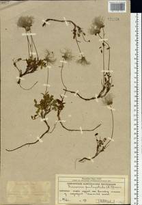 Geum pentapetalum (L.) Makino, Siberia, Chukotka & Kamchatka (S7) (Russia)