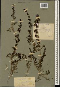 Galium humifusum M.Bieb., Caucasus, Armenia (K5) (Armenia)