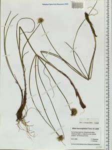 Allium leucocephalum Turcz. ex Ledeb., Siberia, Baikal & Transbaikal region (S4) (Russia)