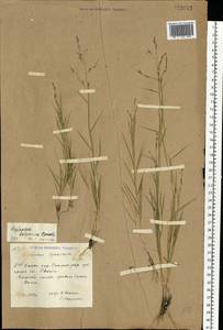 Cleistogenes squarrosa (Trin.) Keng, Eastern Europe, Lower Volga region (E9) (Russia)