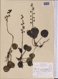 Pyrola asarifolia, America (AMER) (United States)