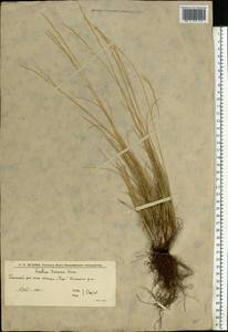 Festuca beckeri (Hack.) Trautv., Eastern Europe, Lower Volga region (E9) (Russia)