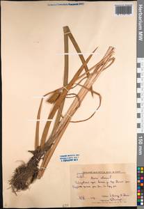 Acorus calamus L., Siberia, Russian Far East (S6) (Russia)