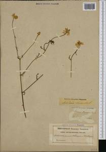 Matricaria chamomilla L., Western Europe (EUR) (Sweden)