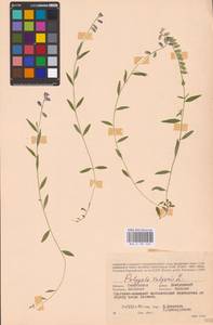 Polygala vulgaris L., Eastern Europe, Western region (E3) (Russia)