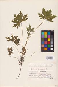 Geranium sibiricum L., Eastern Europe, Western region (E3) (Russia)