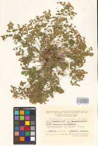 Potentilla humifusa Willd. ex D. F. K. Schltdl., Eastern Europe, Lower Volga region (E9) (Russia)