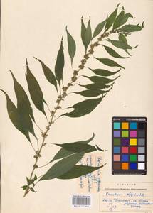 Parietaria officinalis L., Eastern Europe, West Ukrainian region (E13) (Ukraine)