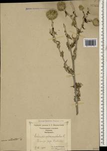 Echinops sphaerocephalus L., Caucasus, Georgia (K4) (Georgia)