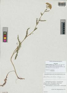 Achillea asiatica Serg., Siberia, Altai & Sayany Mountains (S2) (Russia)