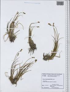Carex heleonastes Ehrh. ex L.f., Siberia, Western Siberia (S1) (Russia)