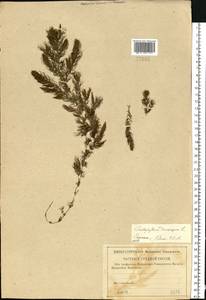Ceratophyllum demersum L., Eastern Europe, Lower Volga region (E9) (Russia)