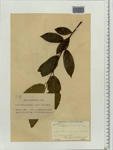 Salix pentandra L., Eastern Europe, Moscow region (E4a) (Russia)