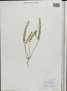 Alyssum alyssoides (L.) L., Eastern Europe, Middle Volga region (E8) (Russia)