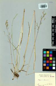 Poa sibirica Roshev., Siberia, Baikal & Transbaikal region (S4) (Russia)