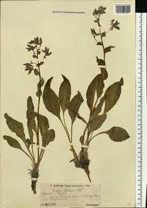 Rindera tetraspis (Pall.) L'Hér. ex DC. & A. DC., Eastern Europe, Lower Volga region (E9) (Russia)