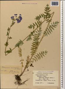 Polemonium caucasicum N. Busch, Caucasus, North Ossetia, Ingushetia & Chechnya (K1c) (Russia)