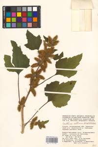 Xanthium orientale var. albinum (Widder) Adema & M. T. Jansen, Eastern Europe, Lower Volga region (E9) (Russia)